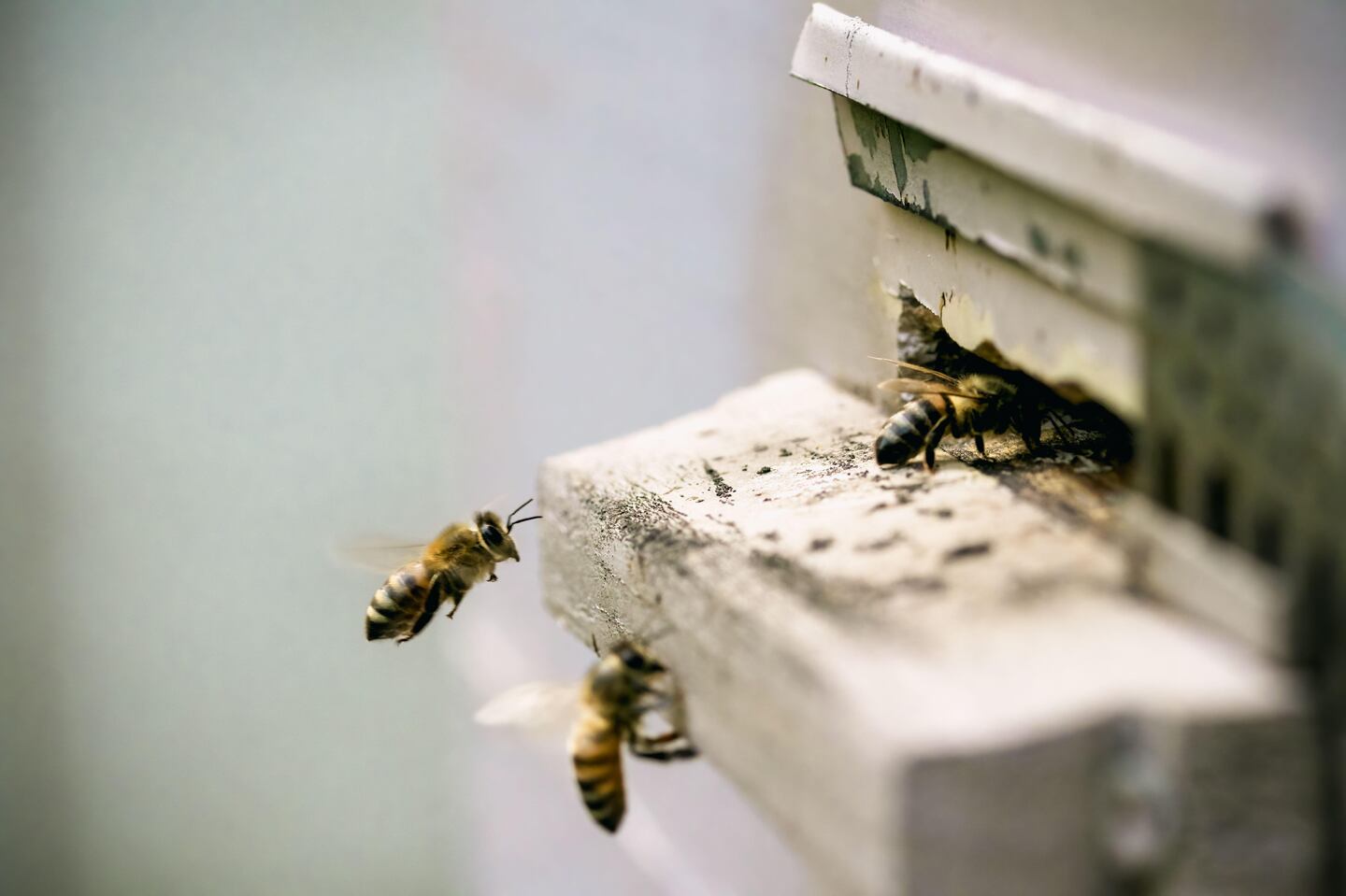 Spring Queems Concern potential Asian Hornet ‘spring queens’ could impact Northern ...