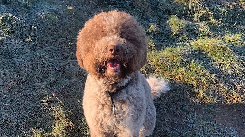 Monty the lagotto romagnolo crashed through the ice covering the River Ayr in Prestwick, Scotland, while his owners looked on.