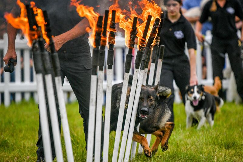 A dog runs between burning poles during a K9 demonstration