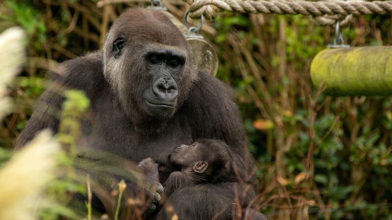 The zoo is hoping to announce the gender of the baby in the coming weeks, after which it will be named.