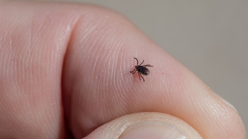 Earlier this year, the UK Health Security Agency confirmed a case of tick-borne encephalitis – a potentially deadly virus carried by ticks that causes brain inflammation.