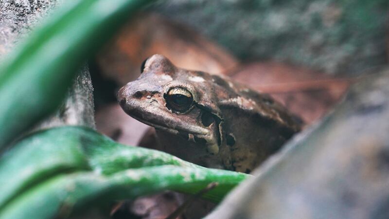 A mountain chicken frog, one of a species which was almost wiped out by a disease called chytridiomycosis, on display at London Zoo’s new ‘the secret life of reptiles and amphibians’ experience