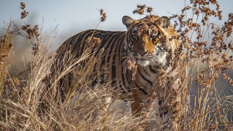 Major management issues are leaving tiger populations at risk in 35% of sites assessed across 11 countries by WWF and partners.