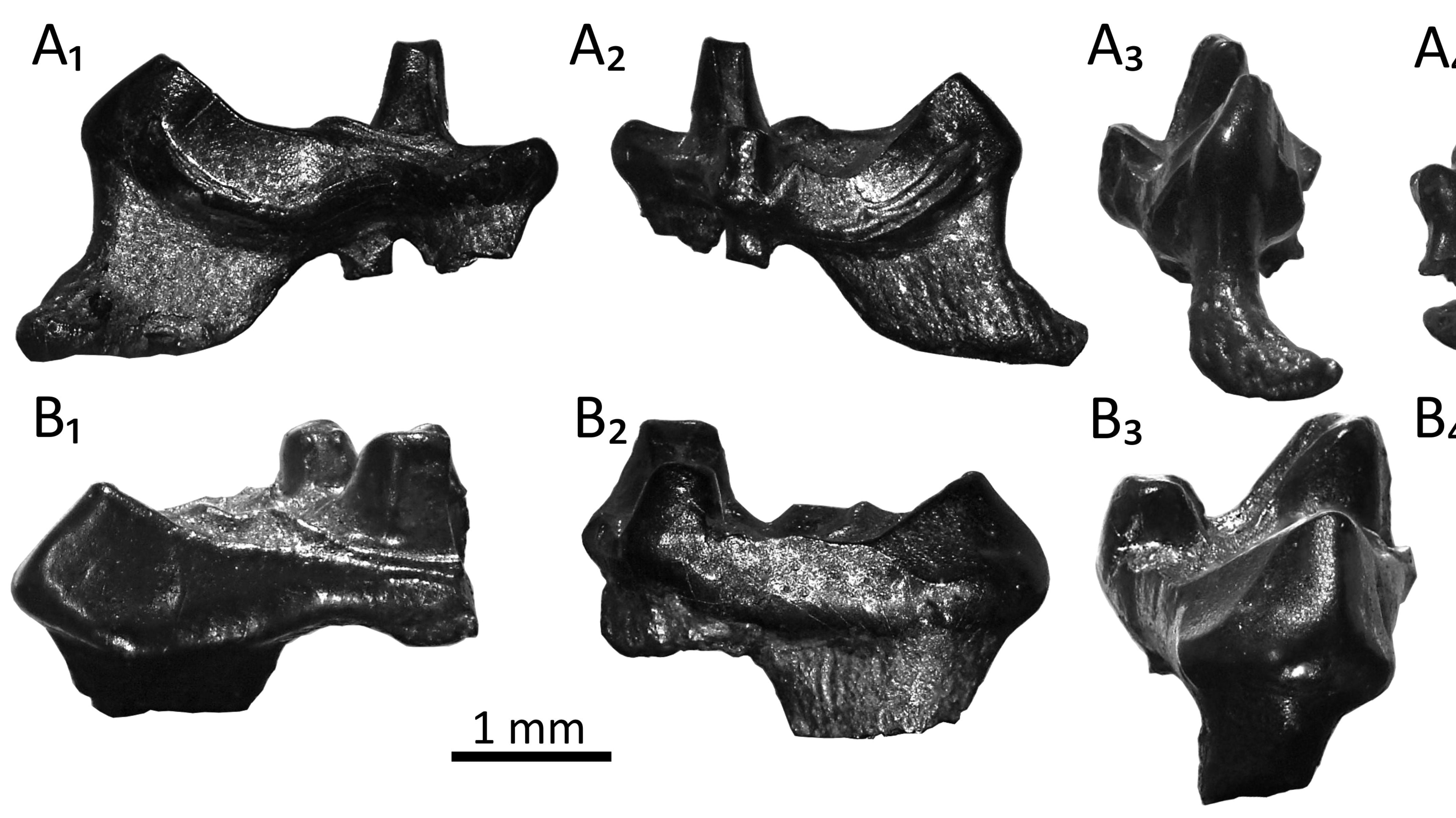 Tooth fossils from 145 million-year old mammals discovered on the Dorset coast.