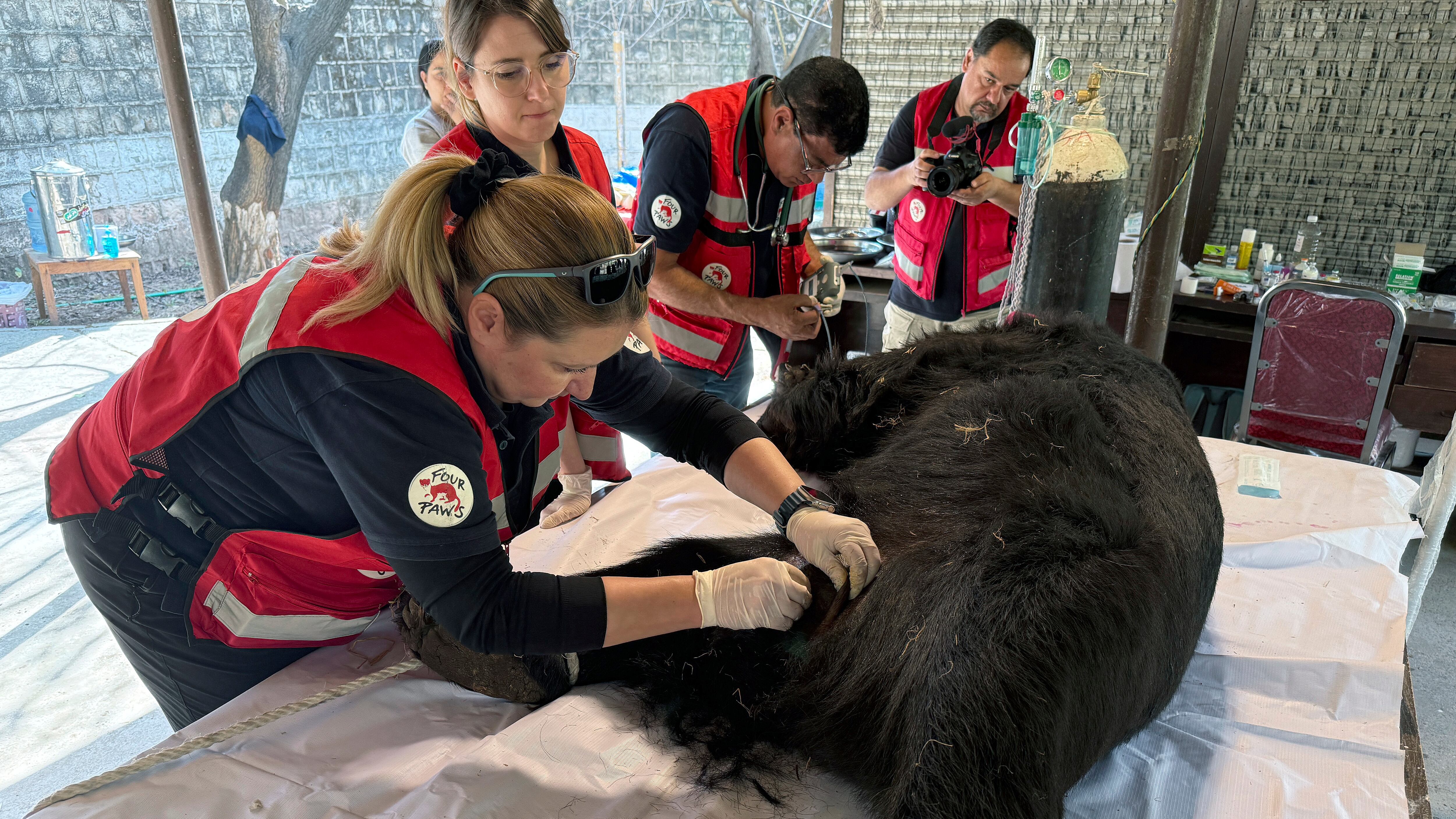 Veterinarians treat a black bear called Rocky at Islamabad Zoo (Muhammad Yousaf/AP)