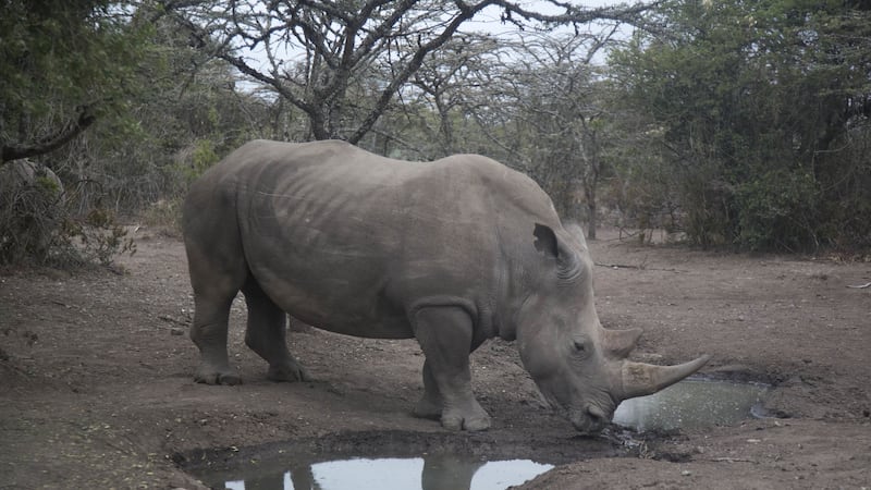 Researchers have succeeded in creating embryos using frozen northern white rhino sperm and eggs from a southern white rhino.