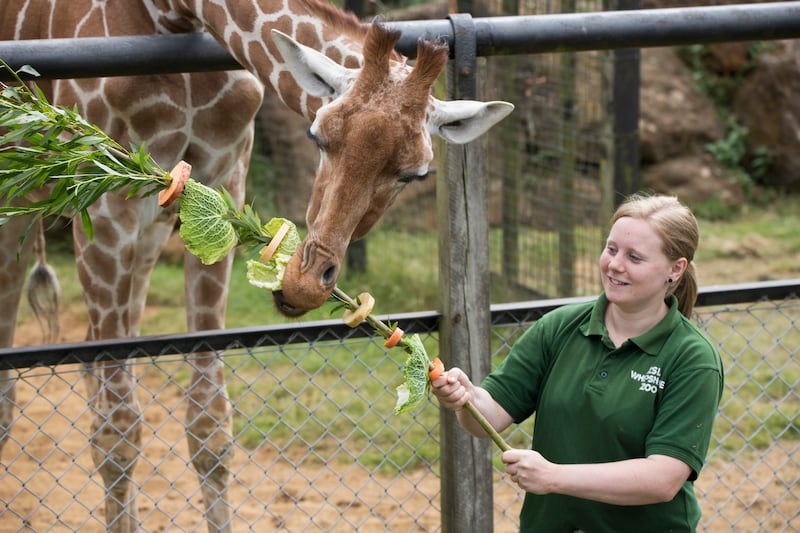 Giraffes at ZSL Whipsnade Zoo eat giant kebabs