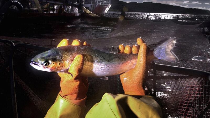 Fish fed to farmed salmon should be part of our diet, study suggests