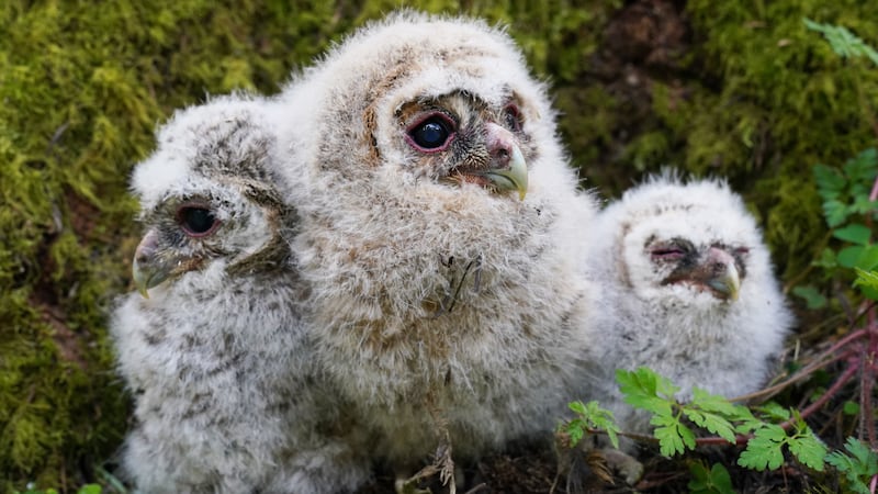 Tawny owls have experienced a mini-baby boom in Kielder Forest, Northumberland.