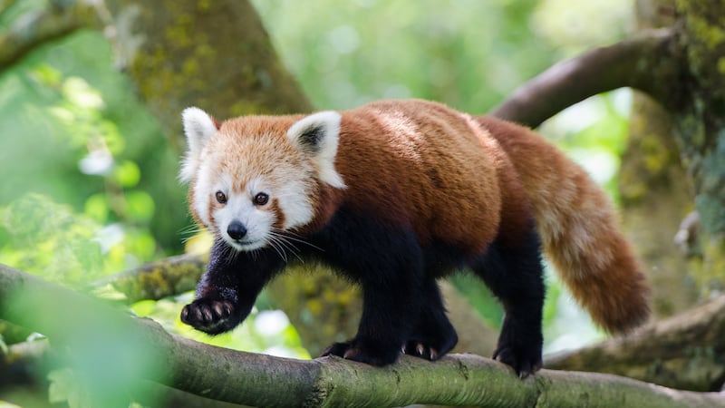 Red panda levels of cuteness need to be brought to the public’s attention.