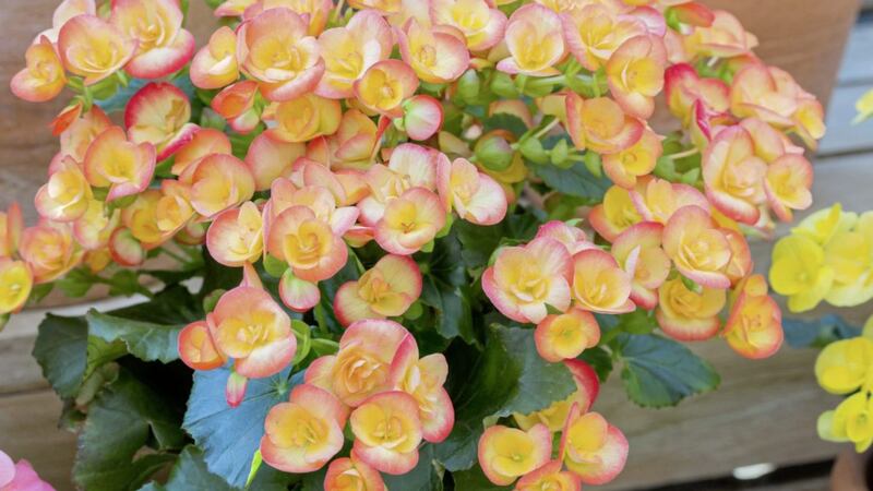 Some plants, such as begonias, are tricky or take a long time to grow from seed 