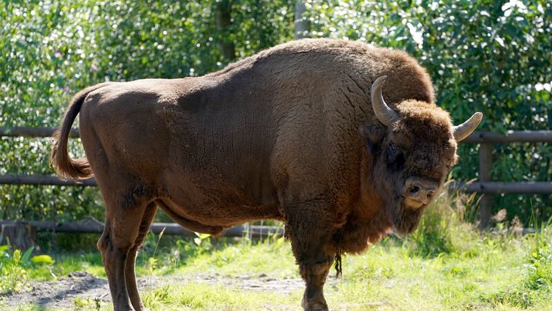 Visitors to West Blean and Thornden Woods, Kent, can wander among the newly-introduced grazers although the bison will still be fenced off.