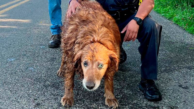The trooper and retriever both emerged soaking wet, but safe.