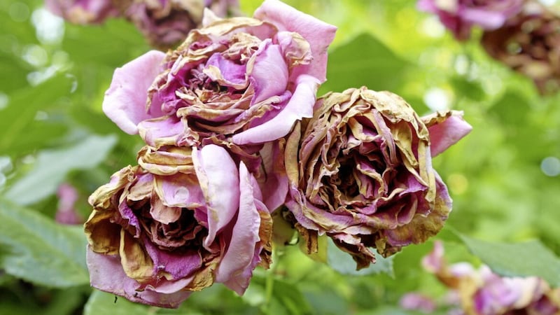 The most common reason for roses wilting is because the soil is too dry 