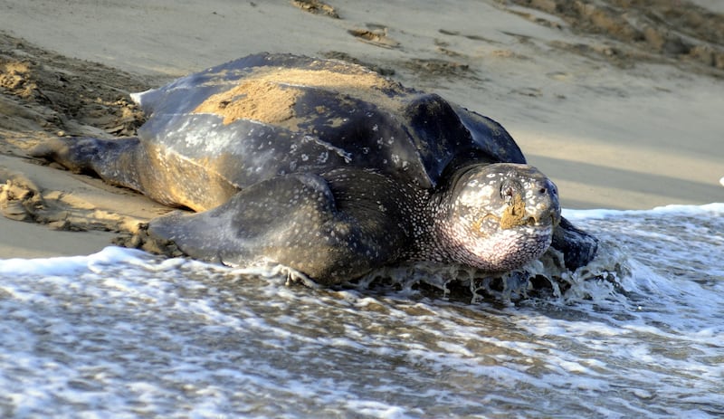 Leatherback sea turtle.