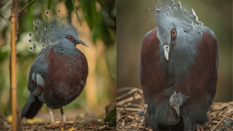 Victoria crowned pigeons are the biggest in the world, and a tiny blue hatchling has just arrived in the UK.