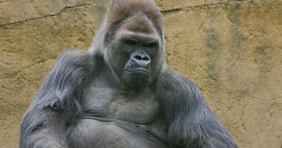 Winston, beloved gorilla at San Diego Zoo Safari Park, dies aged 52 – The Irish News