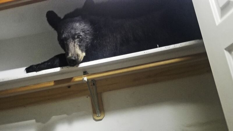 Montana officials said the bear just yawned when deputies knocked on the window.