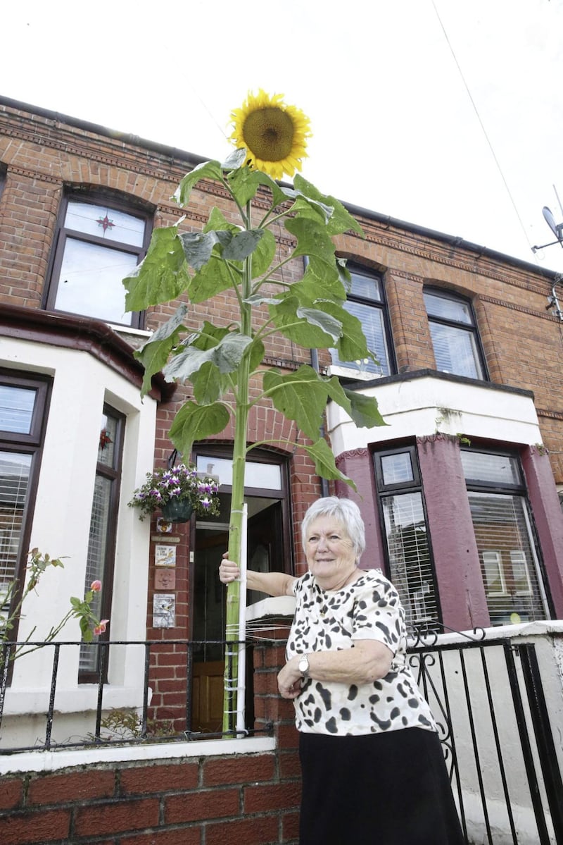 Pauline McEvoy is dwarfed by a giant sunflower at her home in south Belfast. Picture by Hugh Russell 