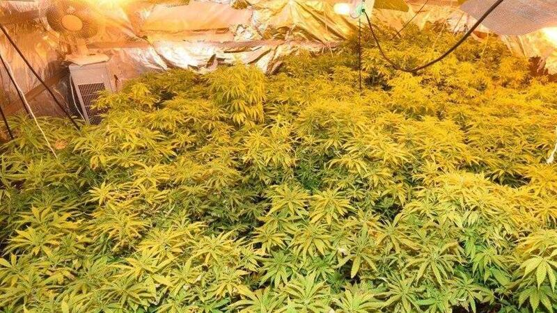A cannabis factory discovered earlier this year
