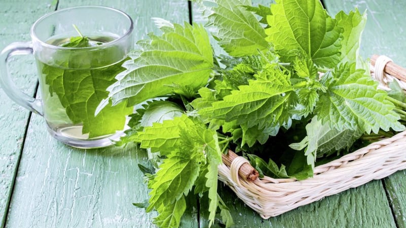 Using nettles as an infusion in tea is a simple way to turn what is often regarded as a weed into something with health benefits 