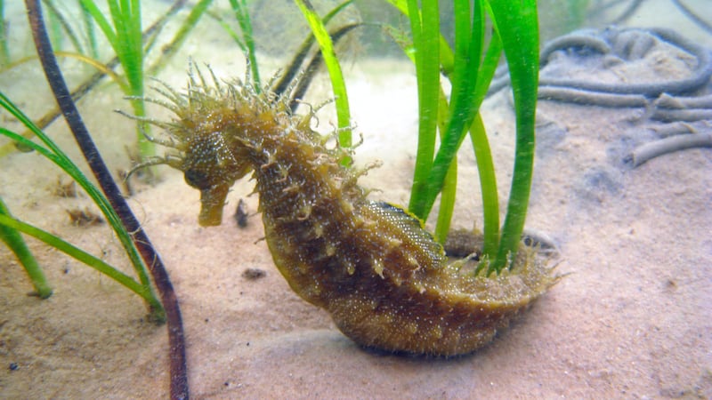 Both of the UK’s native seahorse species were granted protected status in 2008 under the Wildlife and Countryside Act.
