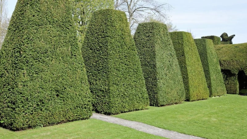 Topiary doesn&rsquo;t necessarily involve elaborate shapes 