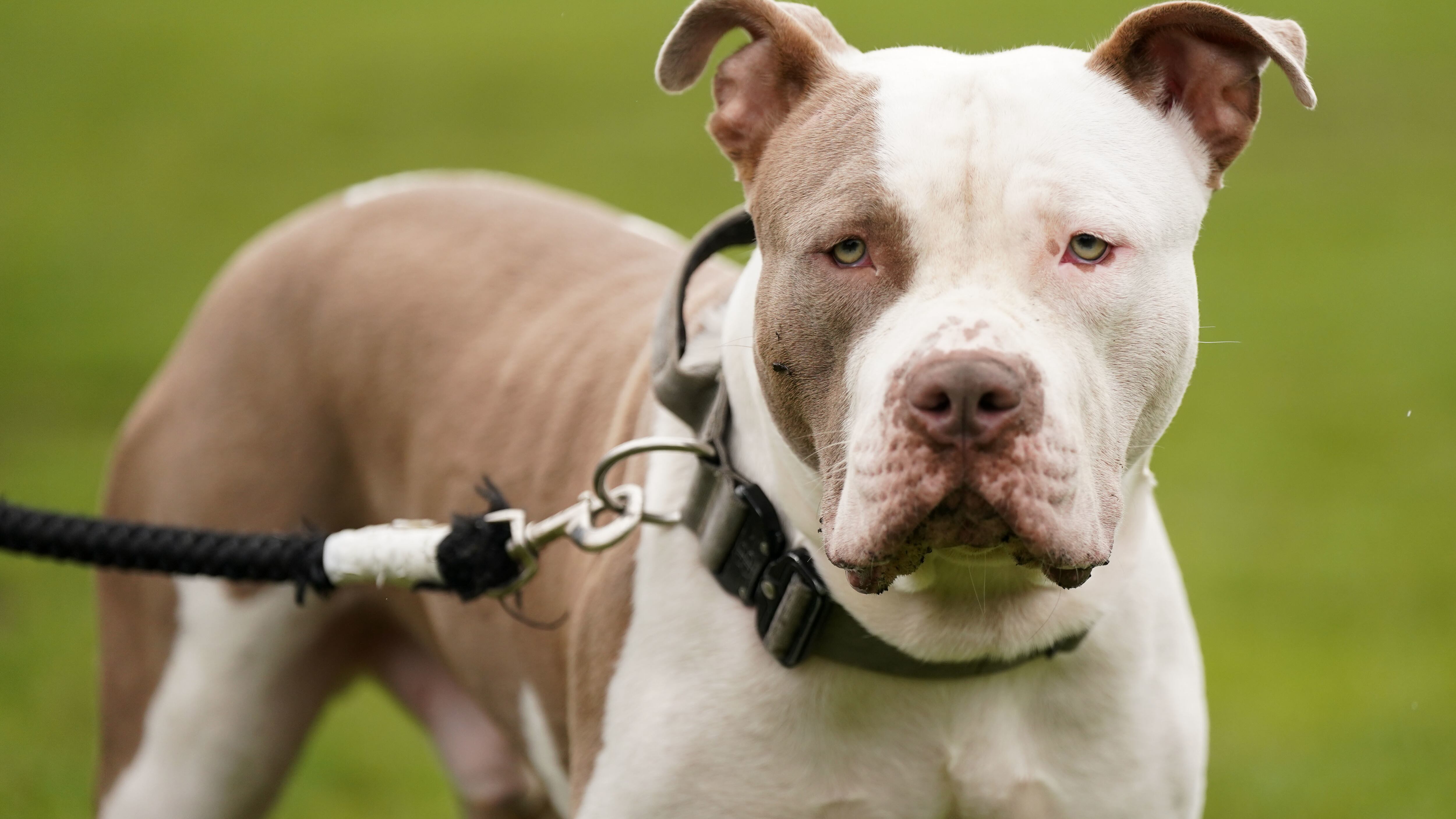 An XL bully dog called Riz, during a protest against the Government’s decision to ban the breed