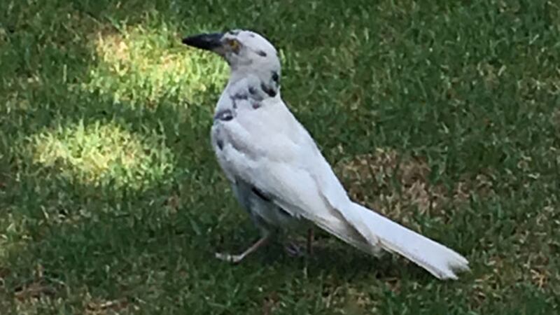 The pied currawong was spotted at a botanical garden in Australia.