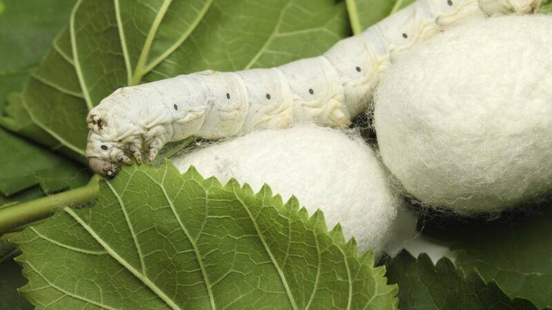 Silk cocoons with a silk worm &ndash; silk could be the key to fully functioning salivary glands 