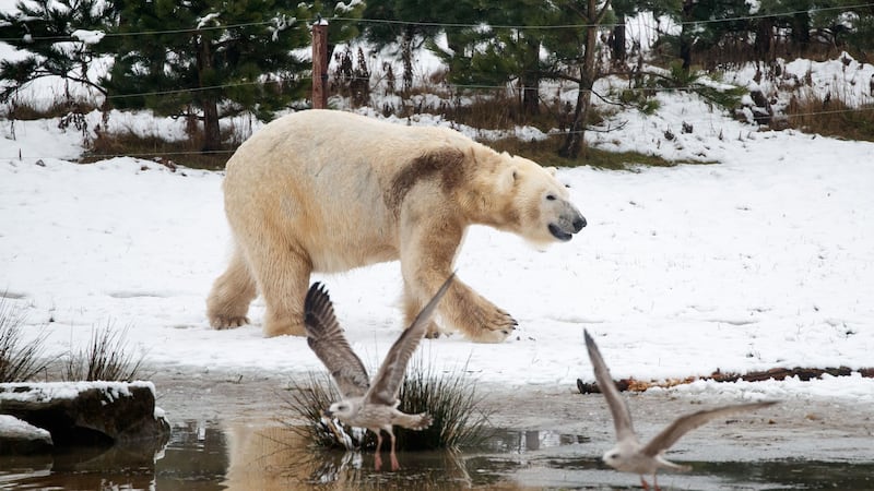 At least five people have been killed by polar bears since the 1970s, most recently in 2020 when a 38-year-old Dutch man was killed (file pic)