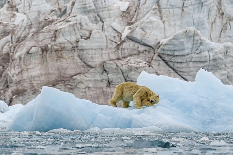 A polar bear in Svalbard 