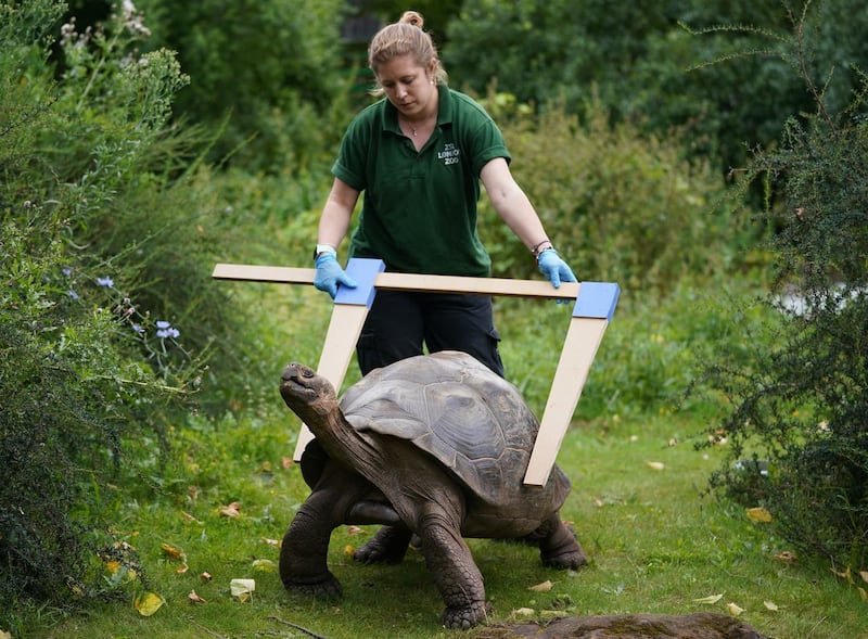 Keeper Charli Ellis with Polly the Galapagos tortoise during the annual weigh-in at ZSL London Zoo 