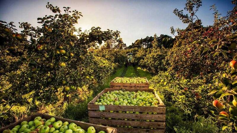 Armagh Bramley apples enjoy geographical indication status 
