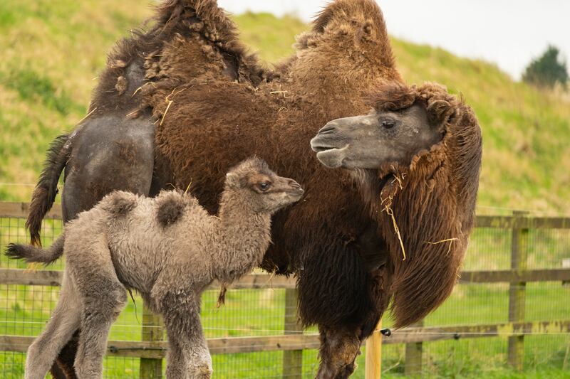 The baby camel began walking within hours of being born.