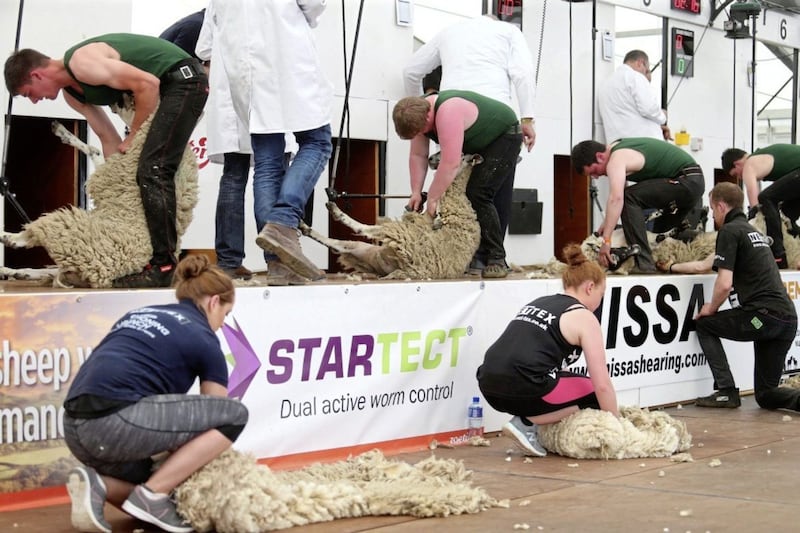 Sheep-shearing at the Balmoral Show. Picture by Mal McCann 