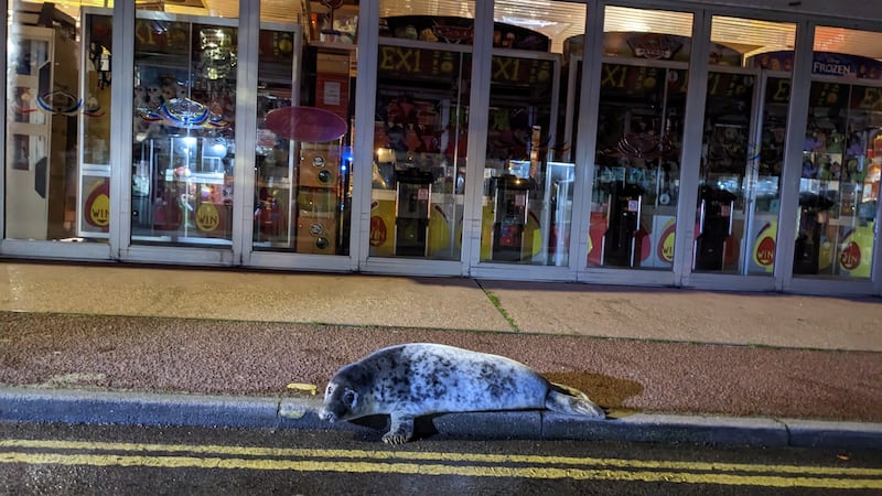 The pup was eventually carried to safety after rescuers found it outside an amusement arcade.