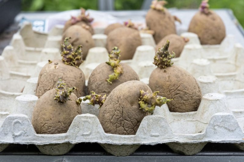 Potato crops urgently need rain, an agronomist has warned. Picture by Thinkstock, Press Association