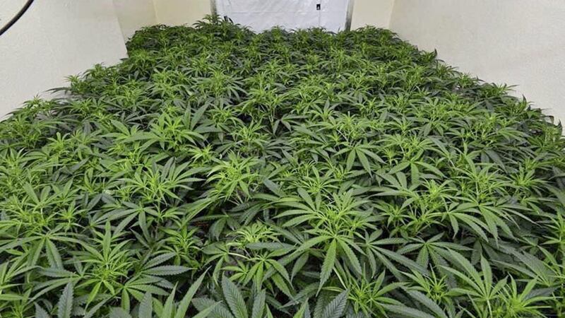 Cannabis plants 