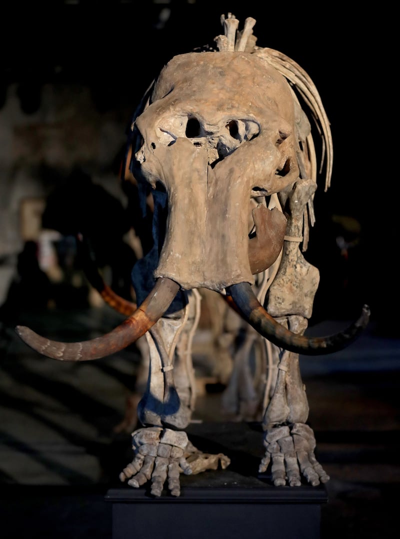 A family of four mammoth skeletons are going under the hammer