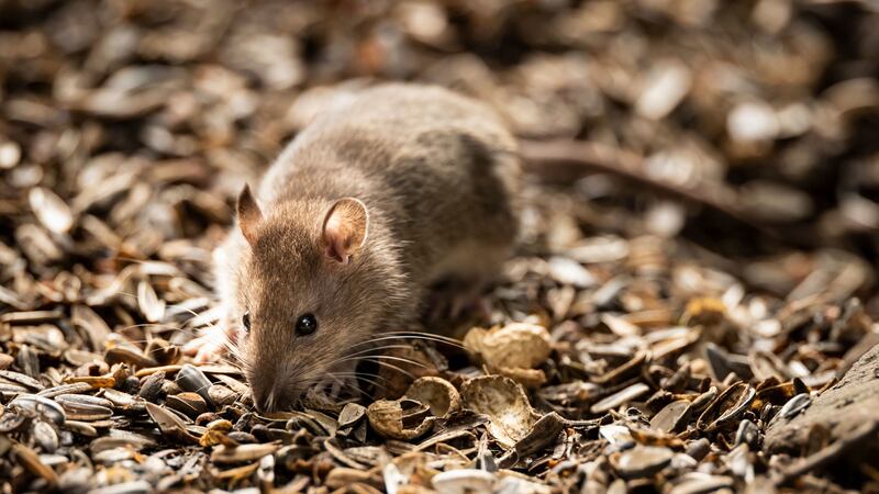 Experts suggest part of the increase can be attributed to warmer weather, which can create favourable conditions for rats and mice.