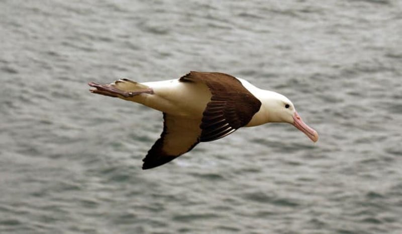 Prince Charles – New Zealand Visit- Royal Albatross Centre