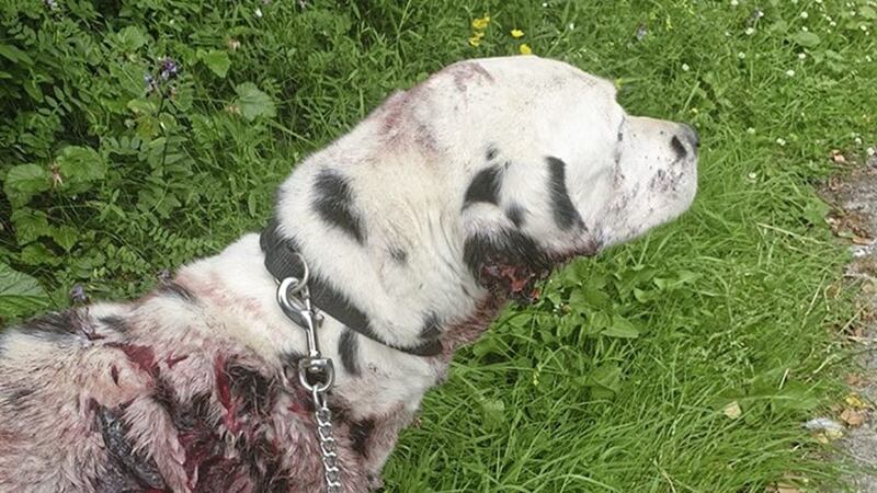 Charlie the Dalmatian underwent surgery after part of his ear was sliced off during an incident in Co Fermanagh 