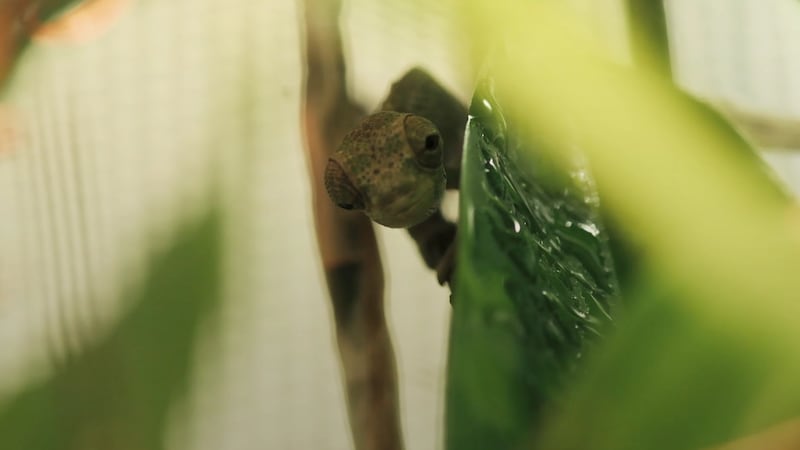 The chameleon peaks out from behind a leaf