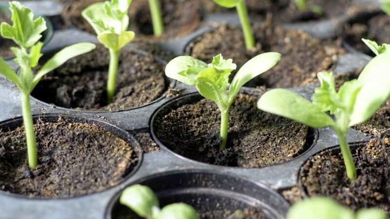 Veg such as lettuce, beetroot and radishes need soil that&#39;s well prepared and fertile 