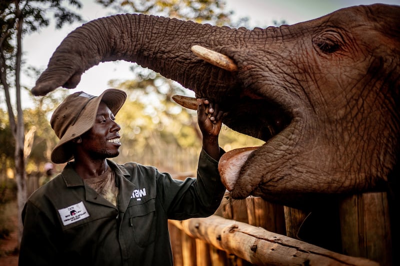 The handlers at the elephant rehabilitation project are continuing to look after their individual elephants (IFAW/Lesanne Dunlop/PA)
