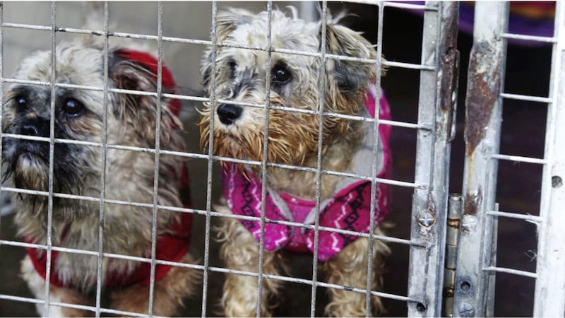 Rescued terriers Butters and Custard at Assisi Animal Sanctuary in Co Down. Picture by Hugh Russell 
