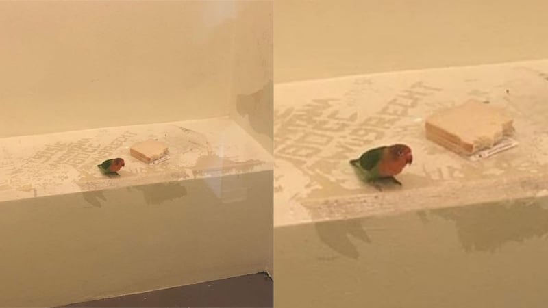 Police in Utrecht arrested a person for shoplifting and also took in the pet bird which was sitting on the suspect’s shoulder.