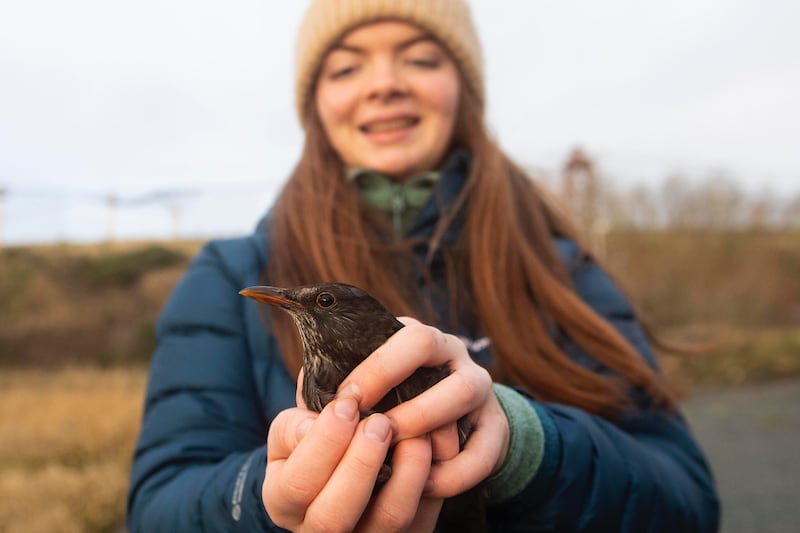 Mullaghglass landfill site – from environmental hazard to wildlife haven