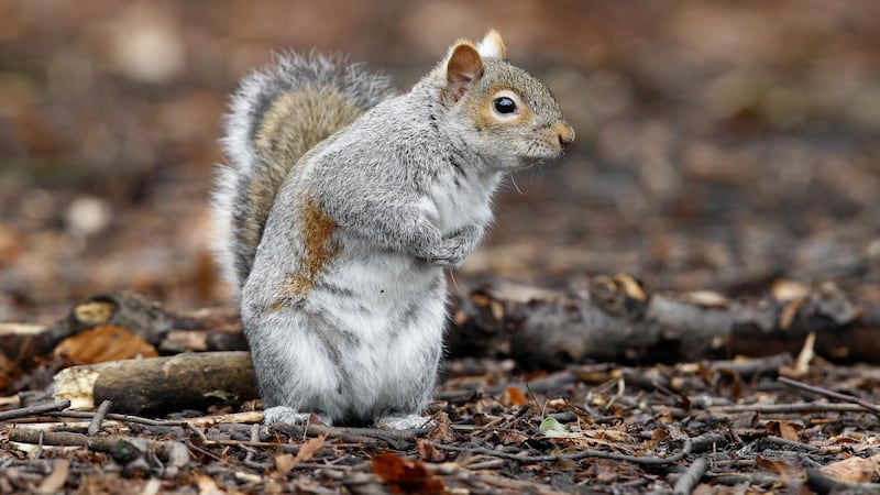 More grey squirrels cracked a difficult task to get hazelnuts.